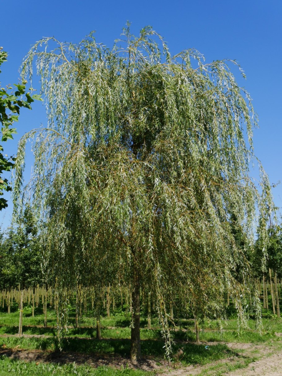 Плакучая Ива