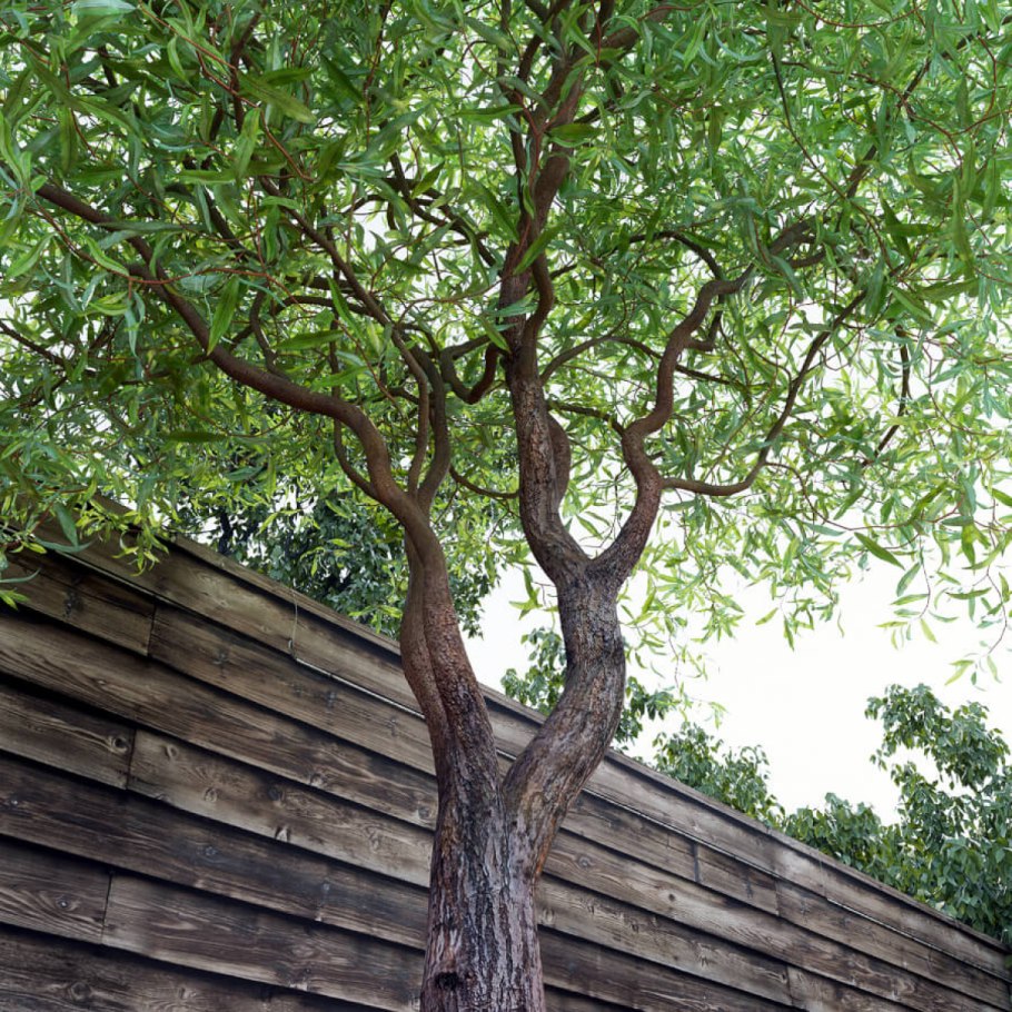 Ива плакучая Матсудана