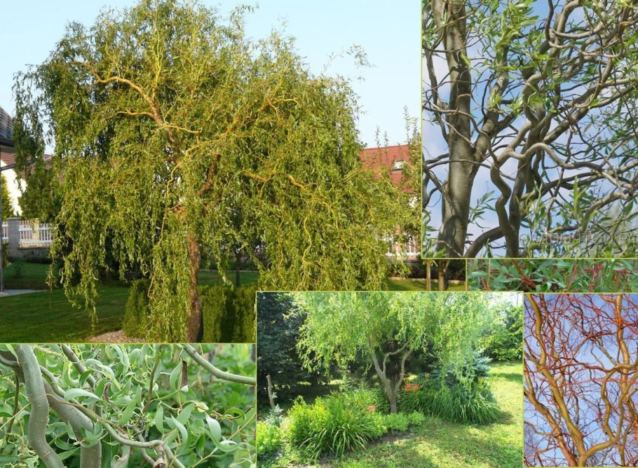 Ива Матсудана Salix matsudana