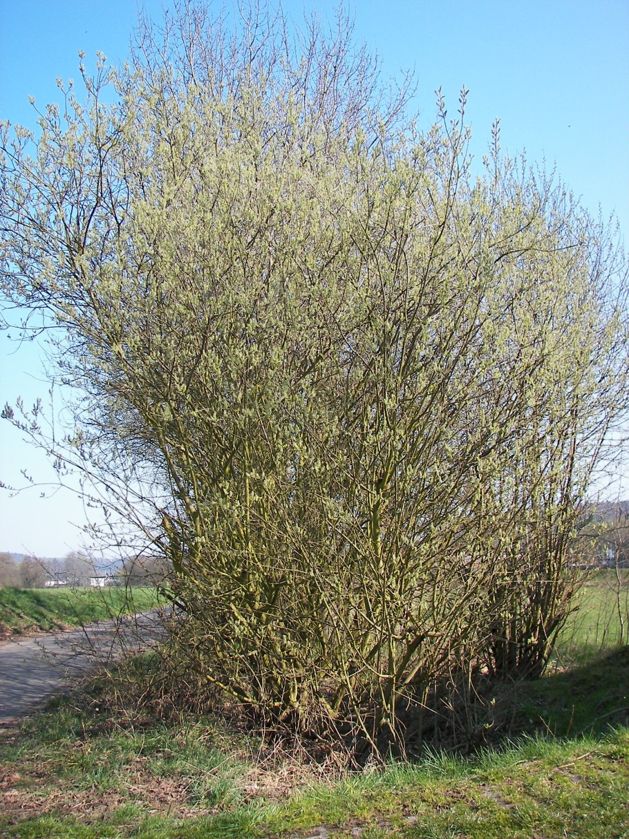 Ива дартс Снейк