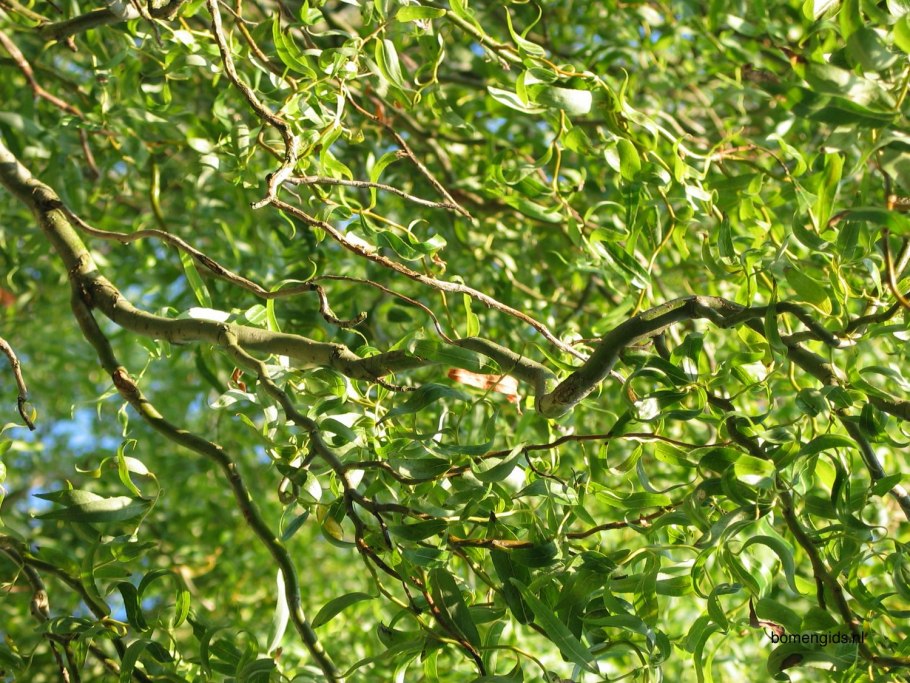 Ива Вавилонская (Salix babylonica)