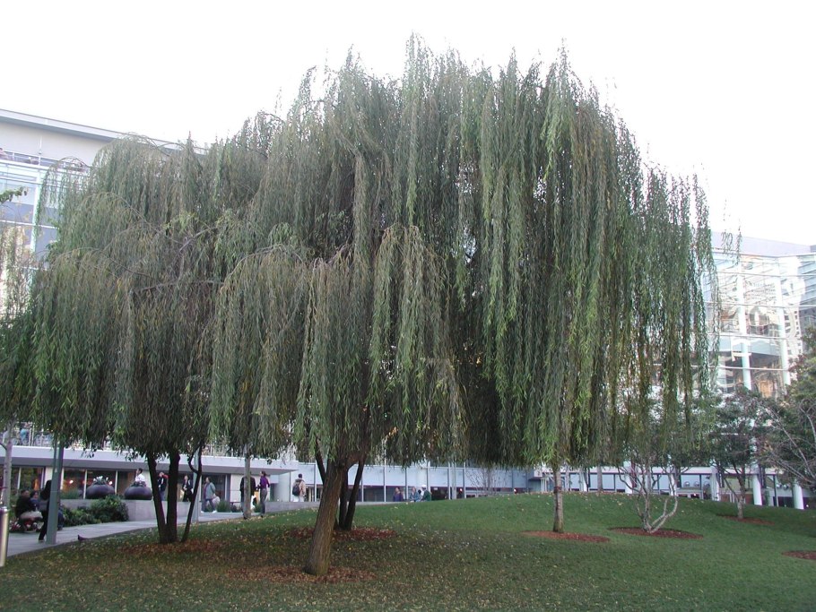 Ива Вавилонская Тортуоза