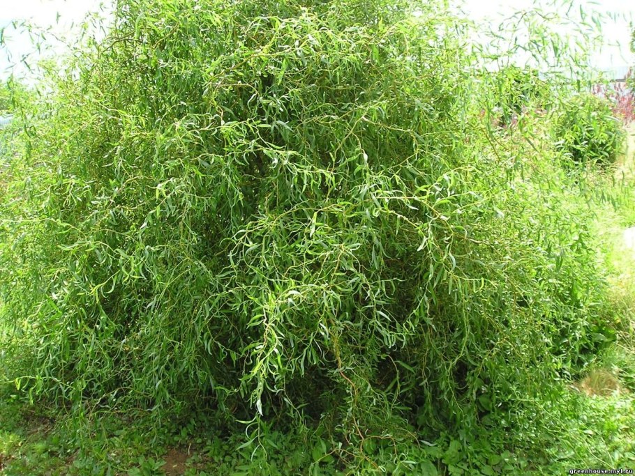 Ива извилистая salix matsudana