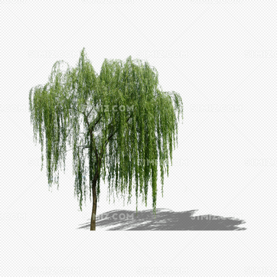 Ива Вавилонская Тортуоза