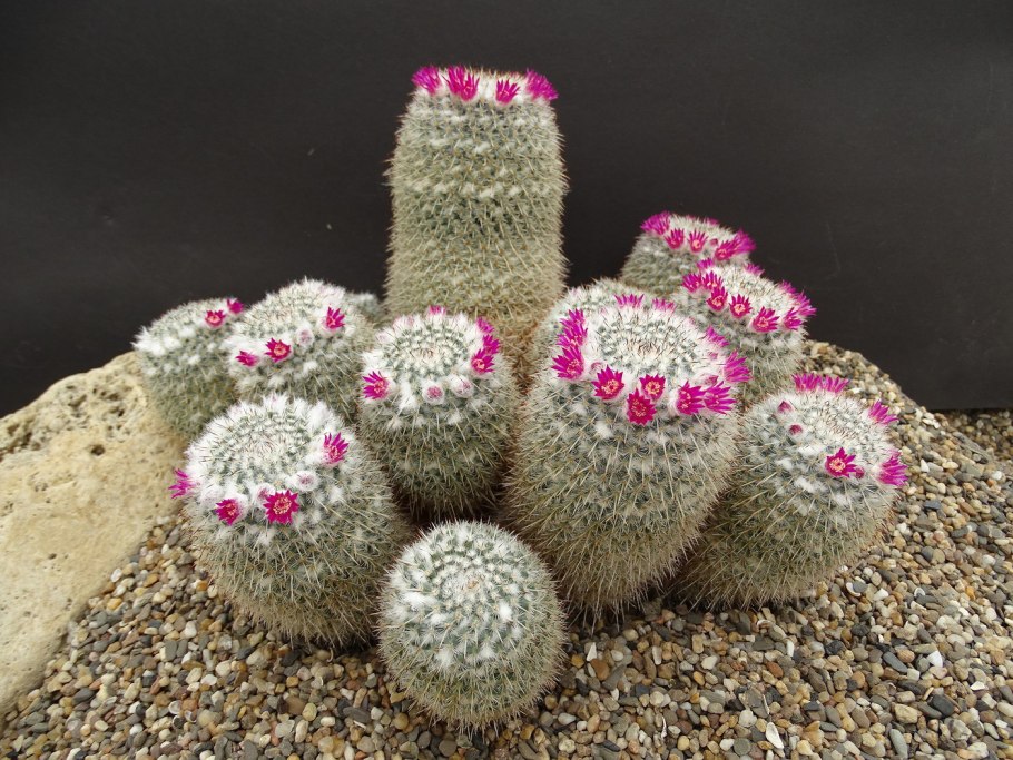 Маммиллярия Вудса Mammillaria woodsii