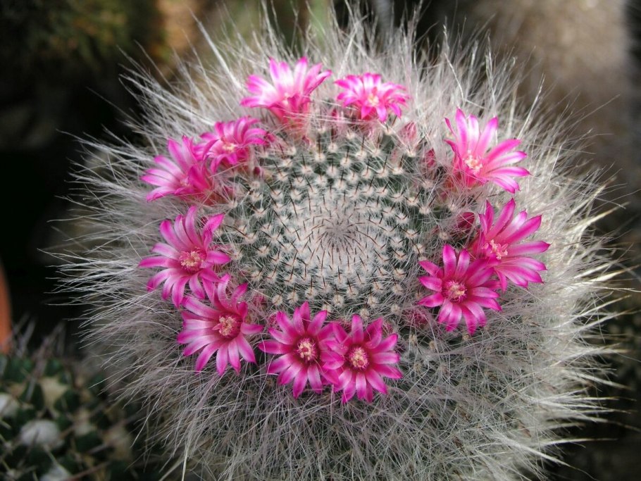 Маммиллярия бокасская Mammillaria bocasana
