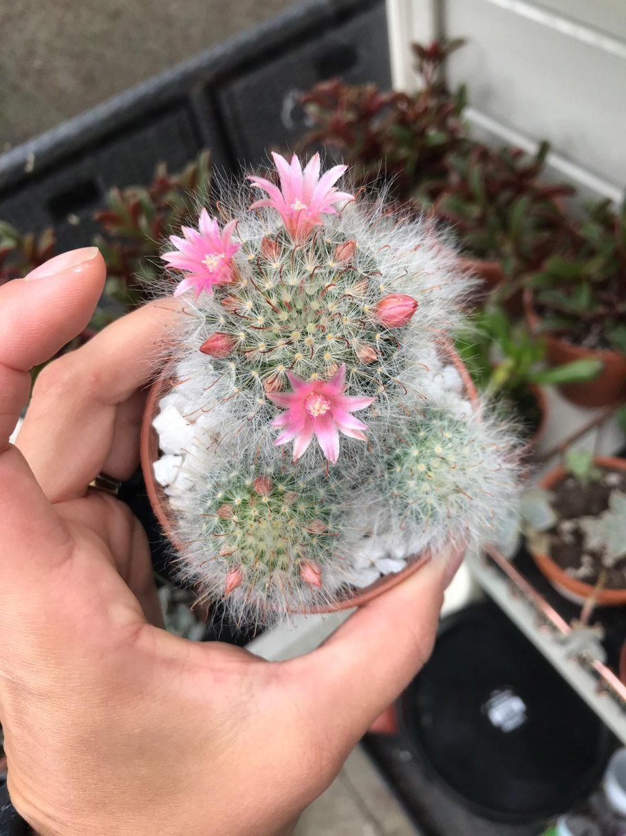 Кактус Mammillaria bocasana