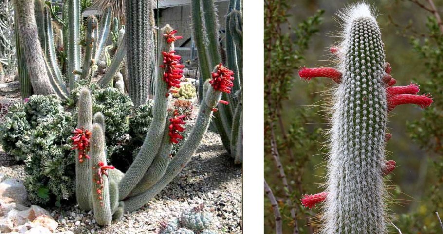 Кактус Espostoa melanostele