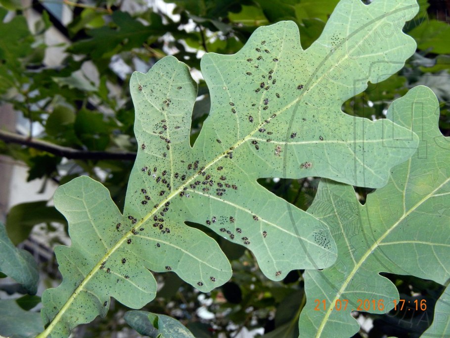 Quercus pubescens