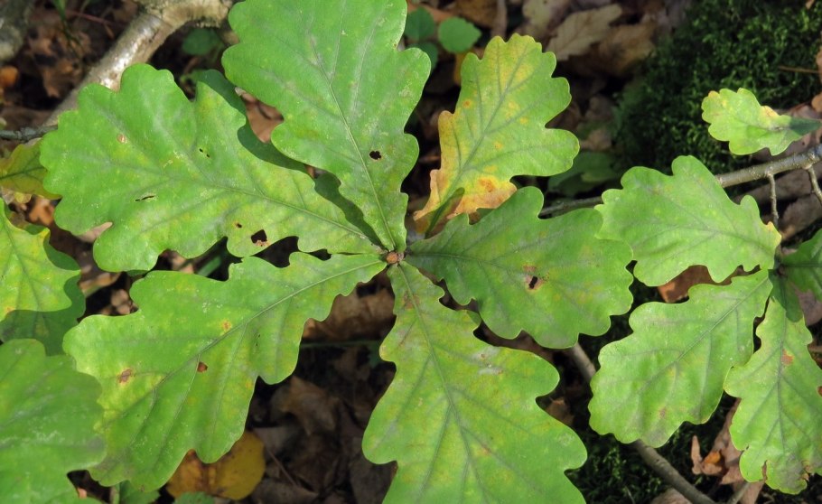 Дуб широколиственный лес