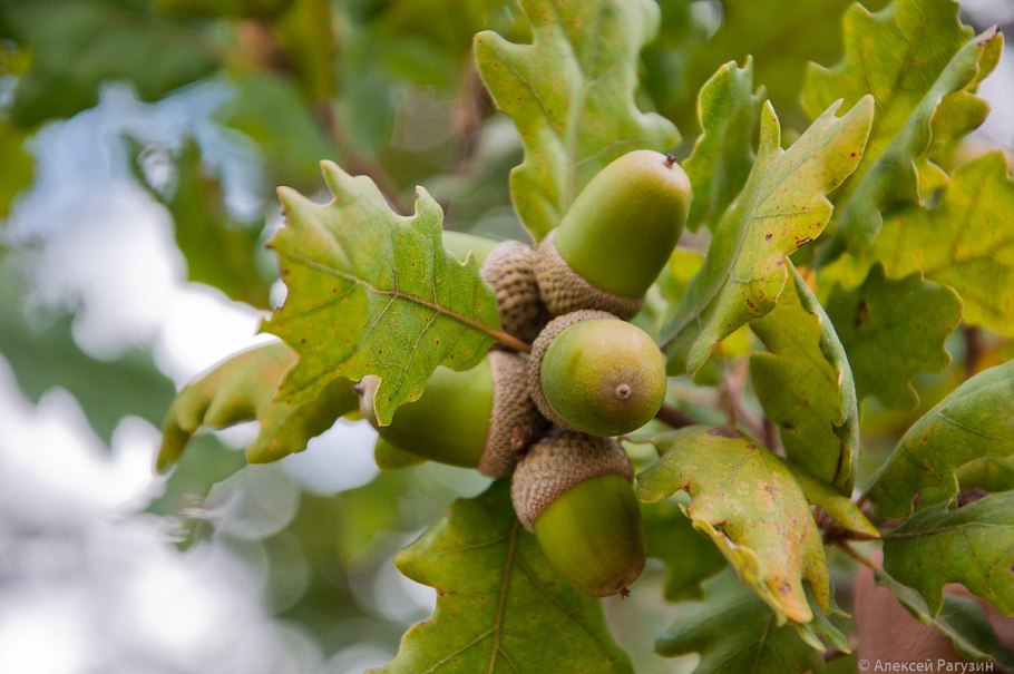 Дуб черешчатый желуди