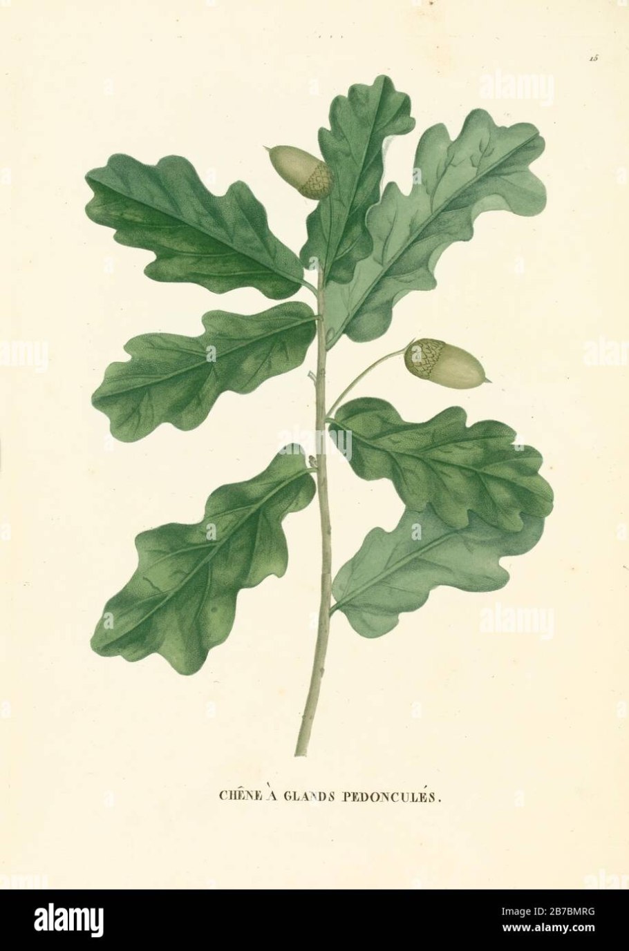 Дуб черешчатый гербарий