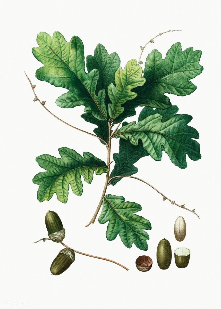 Дуб болотный Quercus palustris