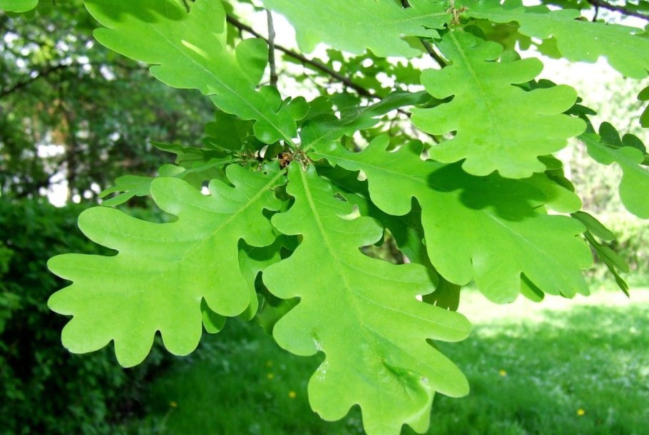 Дуб черешчатый лист
