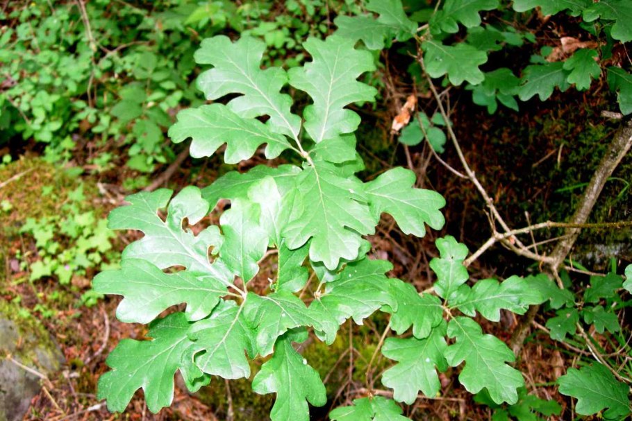 Дуб черешчатый Ботаническая иллюстрация