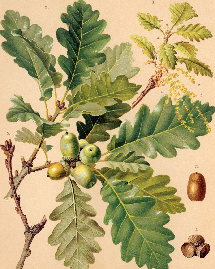 Дуб черешчатый желуди