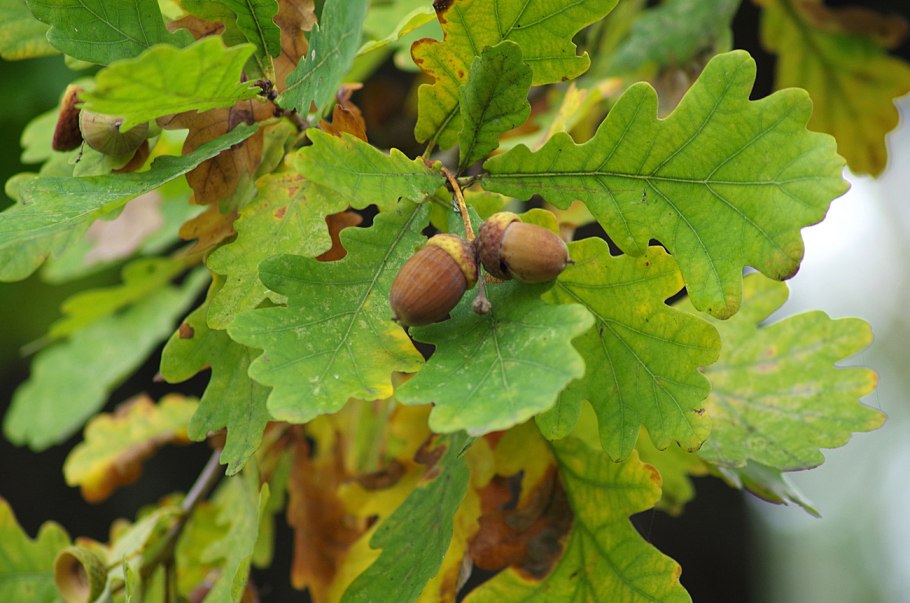Дуб черешчатый (Quercus Robur)