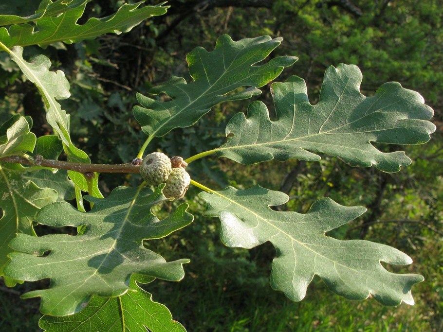 Дуб черешчатый (Quercus Robur l.)