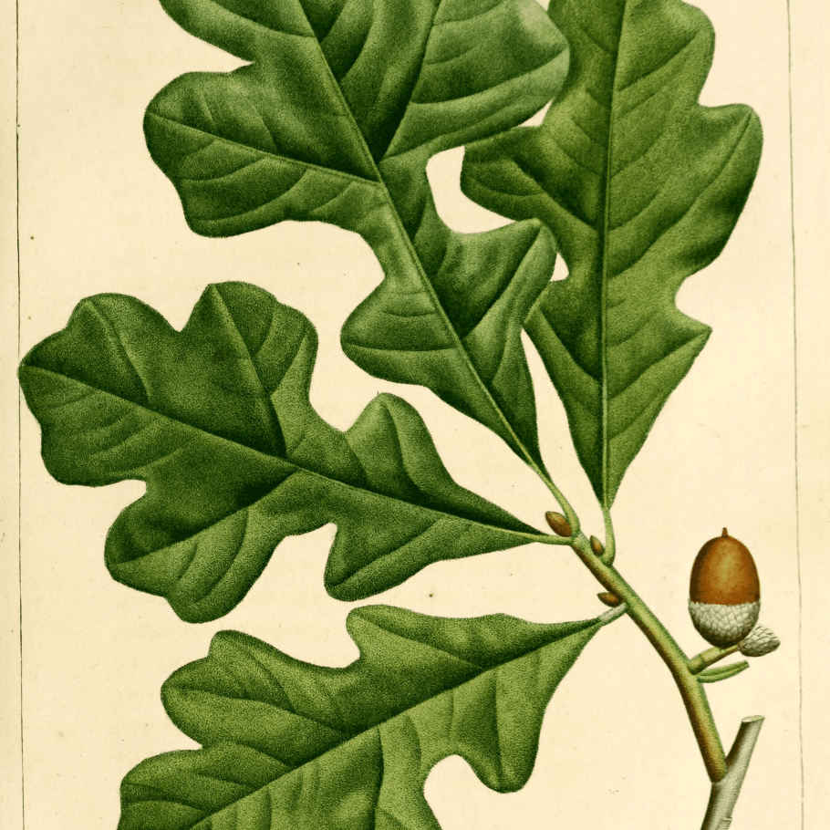 Триплохитон дерево