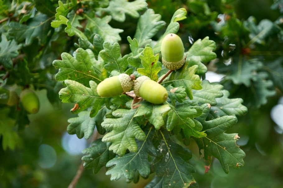 Quercus Robur лист