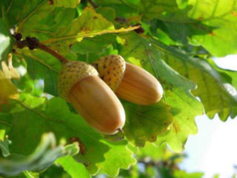 Дуб клёнолистный (Quercus acerifolia)