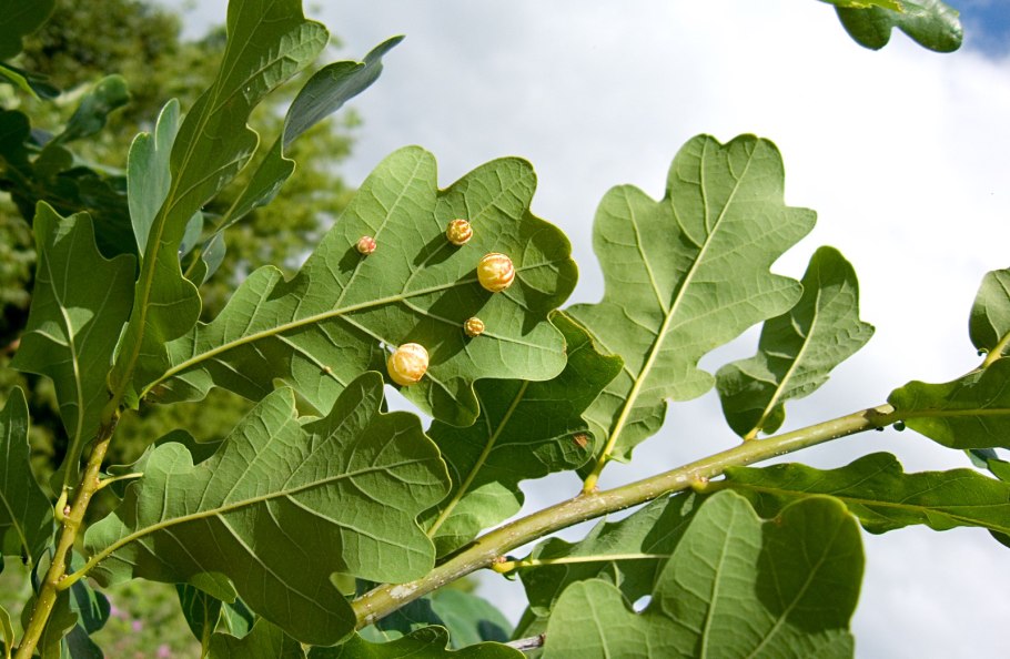 Дуб крупноплодный Quercus macrocarpa