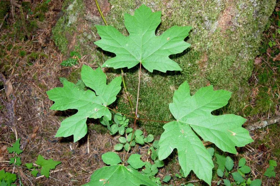 Дуб черепитчатый желуди