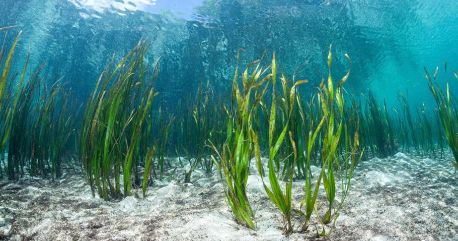 Бациллариофициевые водоросли Средиземное море