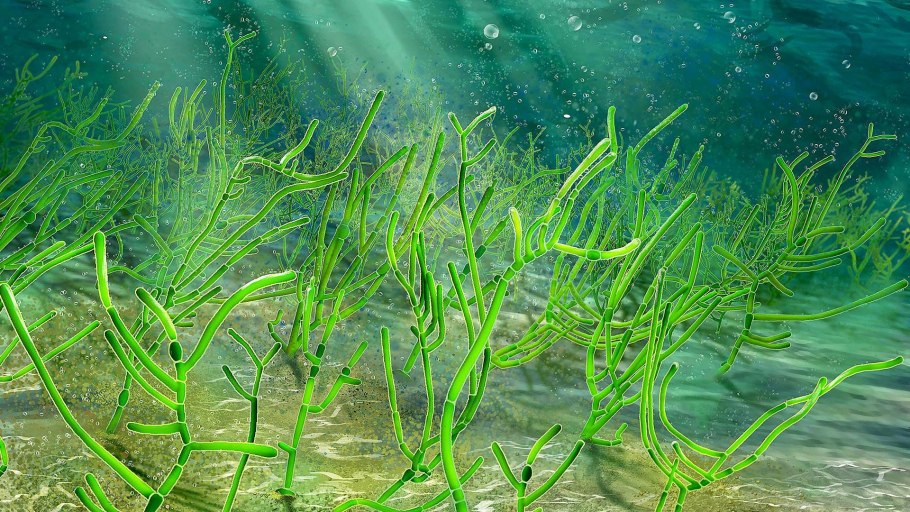 Зеленые водоросли Chlorophyta