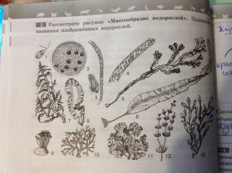 Chlorophyta отдел зелёные водоросли