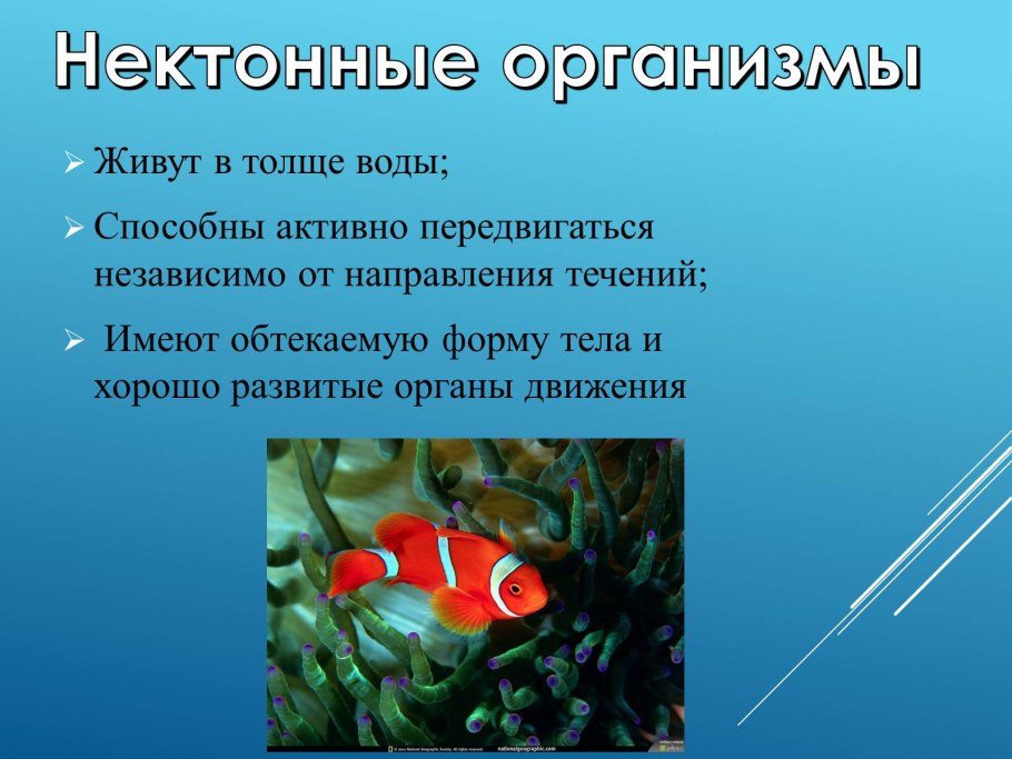 Водоросли для детей