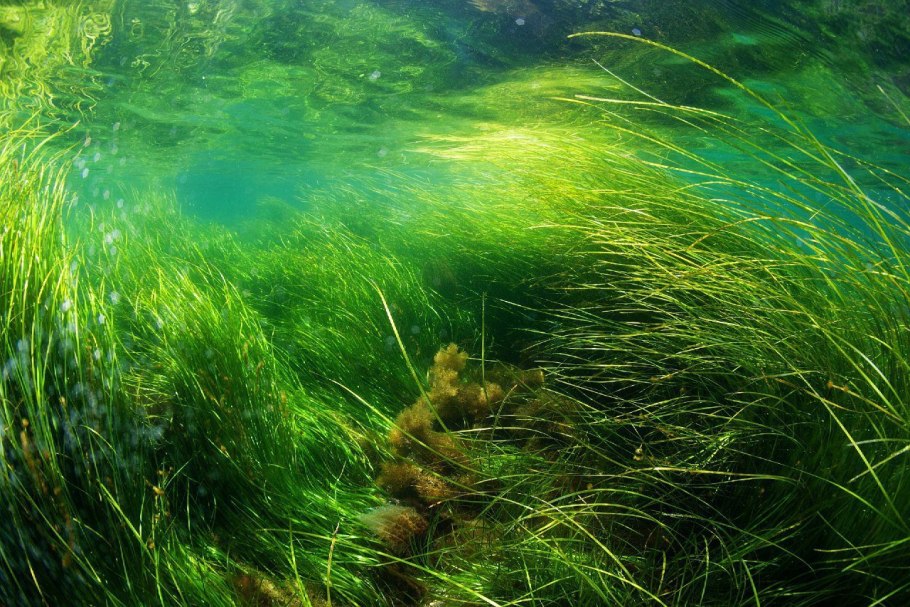 Зеленая ламинария
