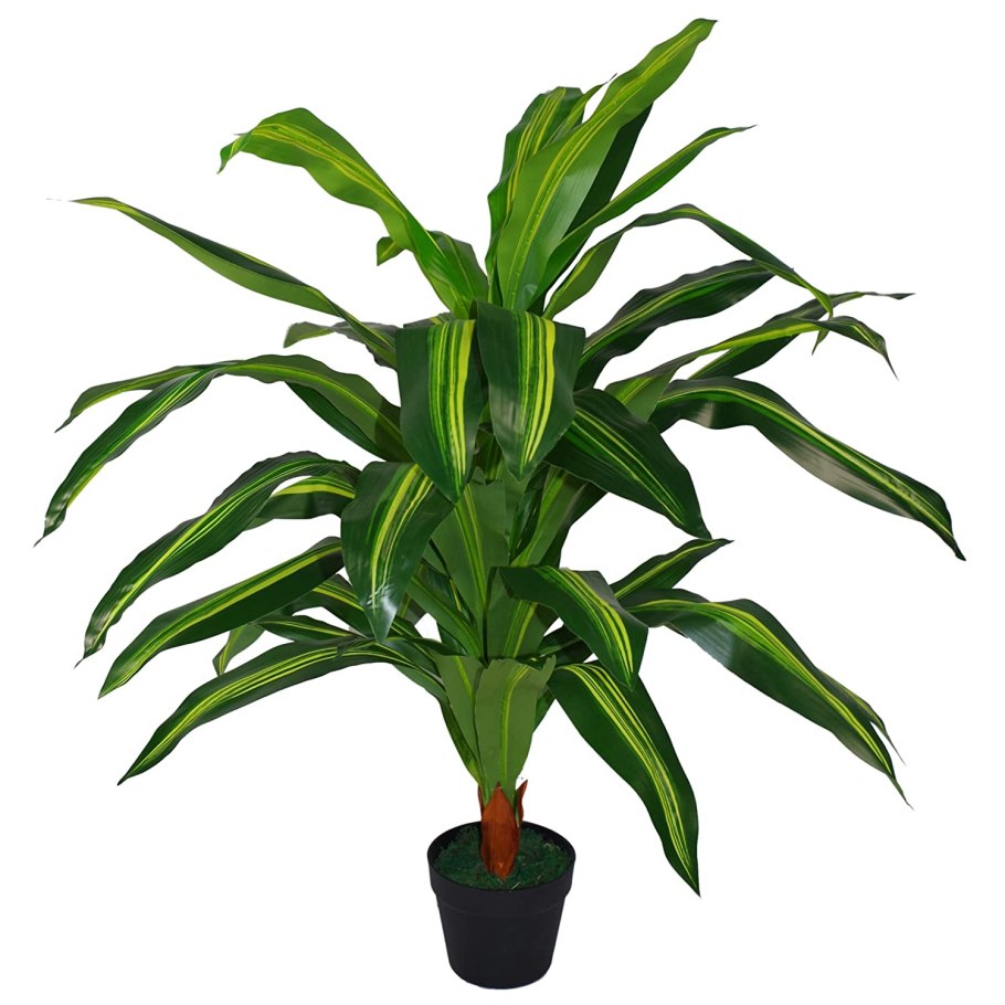 Драцена Фрагранс Улиссус