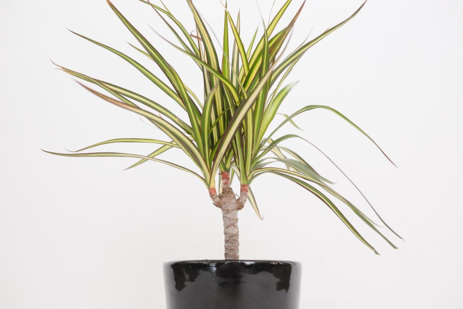 Драцена Маргината Санрей