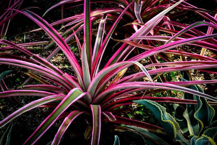 Драцена окаймленная (Dracaena marginata.)