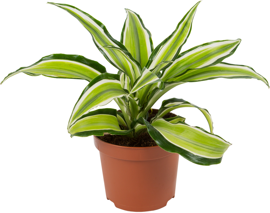 Драцена Фрагранс Малайка