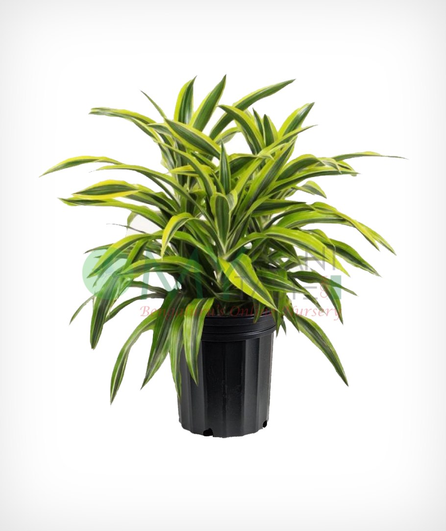 Драцена fragrans Victoria