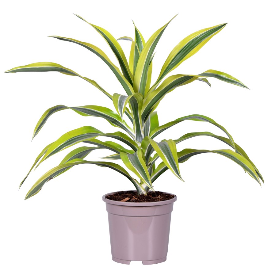 Драцена Фрагранс лайм