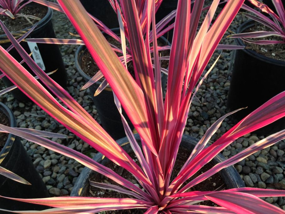 Драцена краснолистная