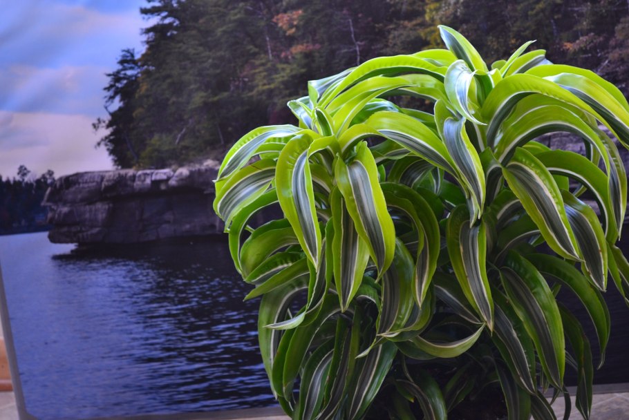 Драцена Фрагранс сюрприз