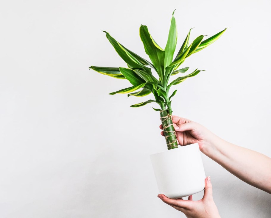 Драцена Плант