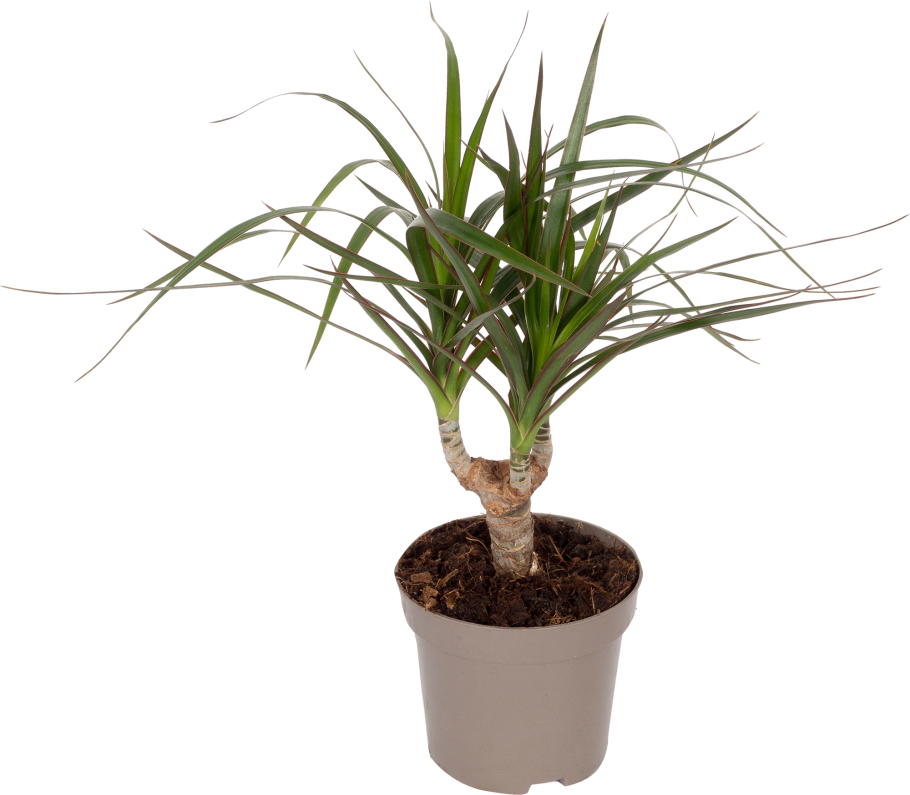 Драцена хамедорея