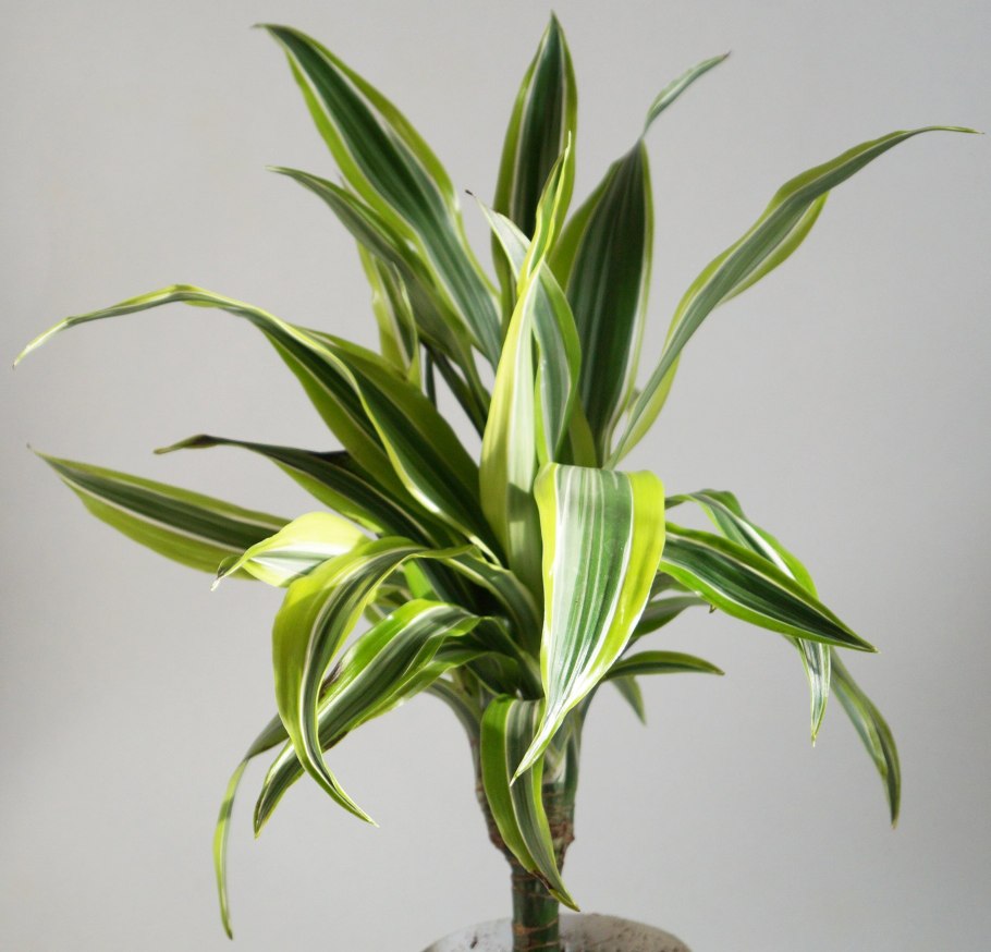 Драцена деремская Маргината