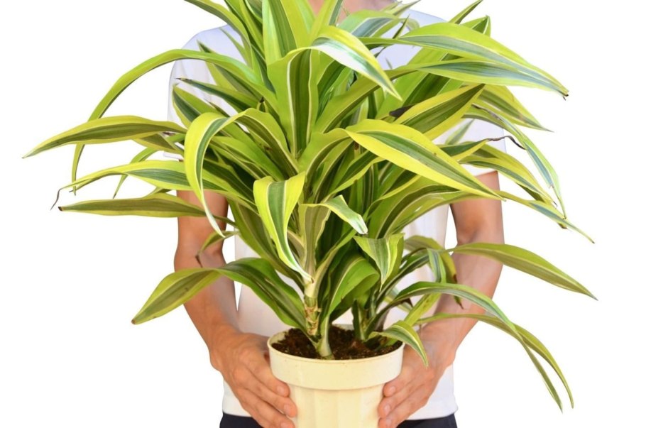 Драцена деремская Варнески