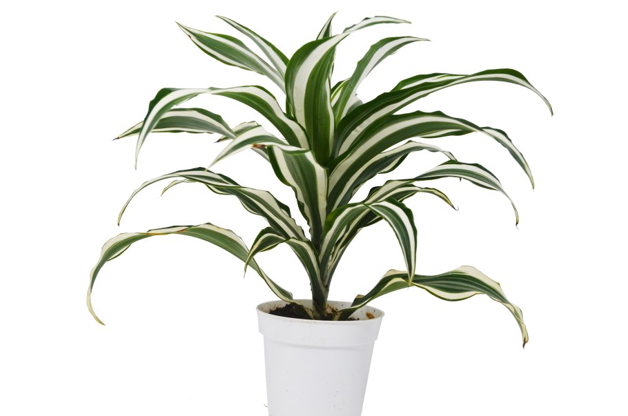 Драцена Вайт Джевел