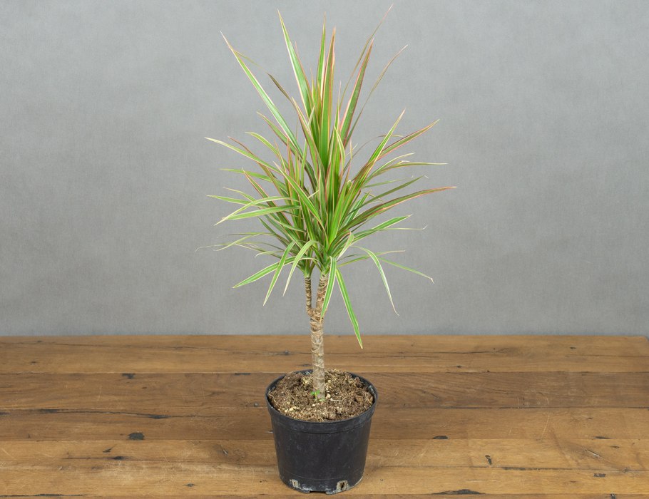 Подсветка для драцены