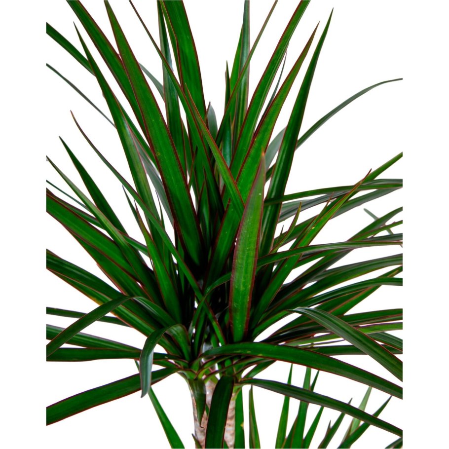 Цветок Драцена Маргината