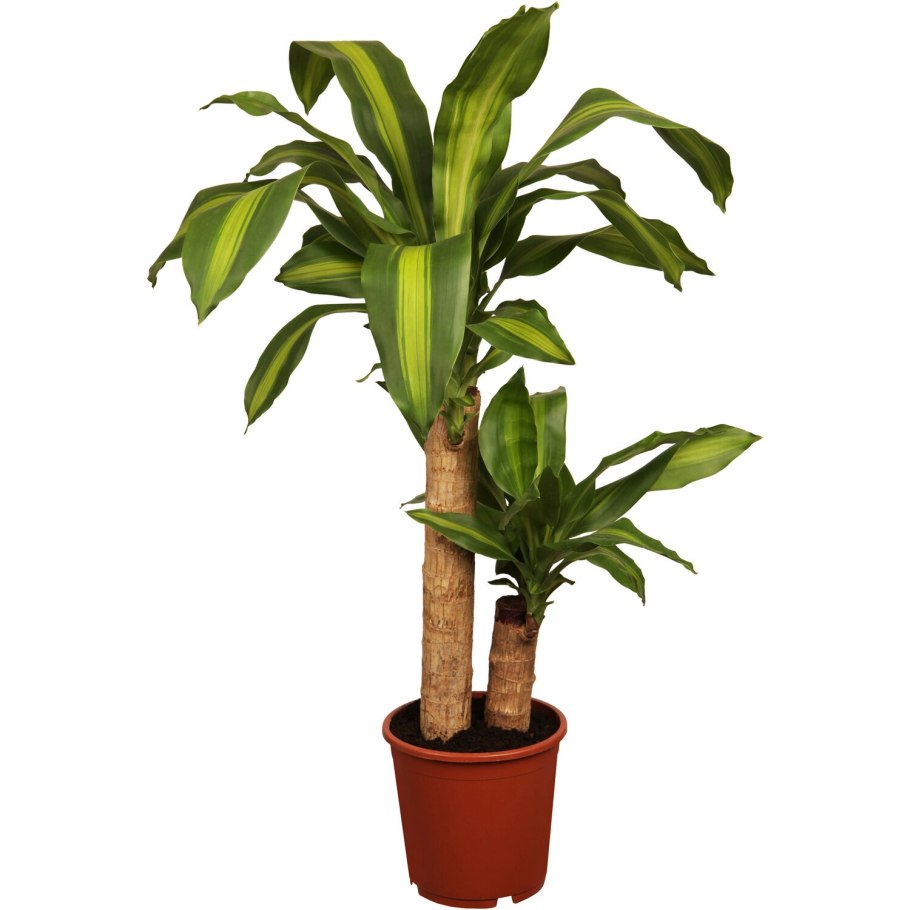 Драцена микс