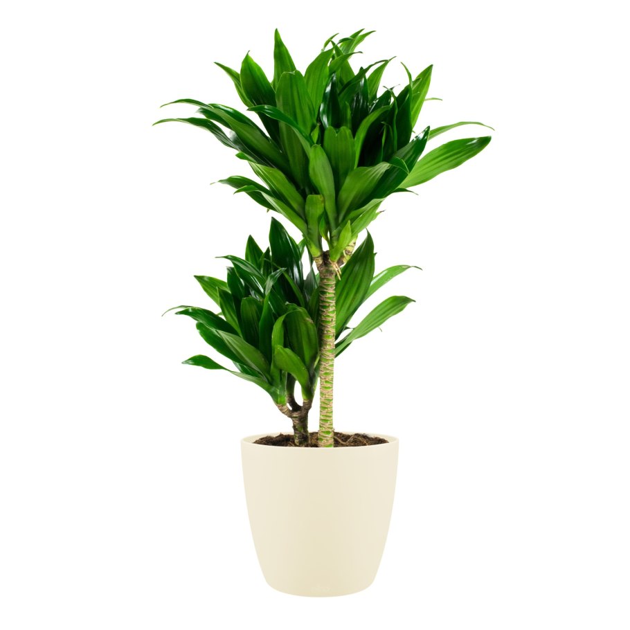 Драцена Франгс