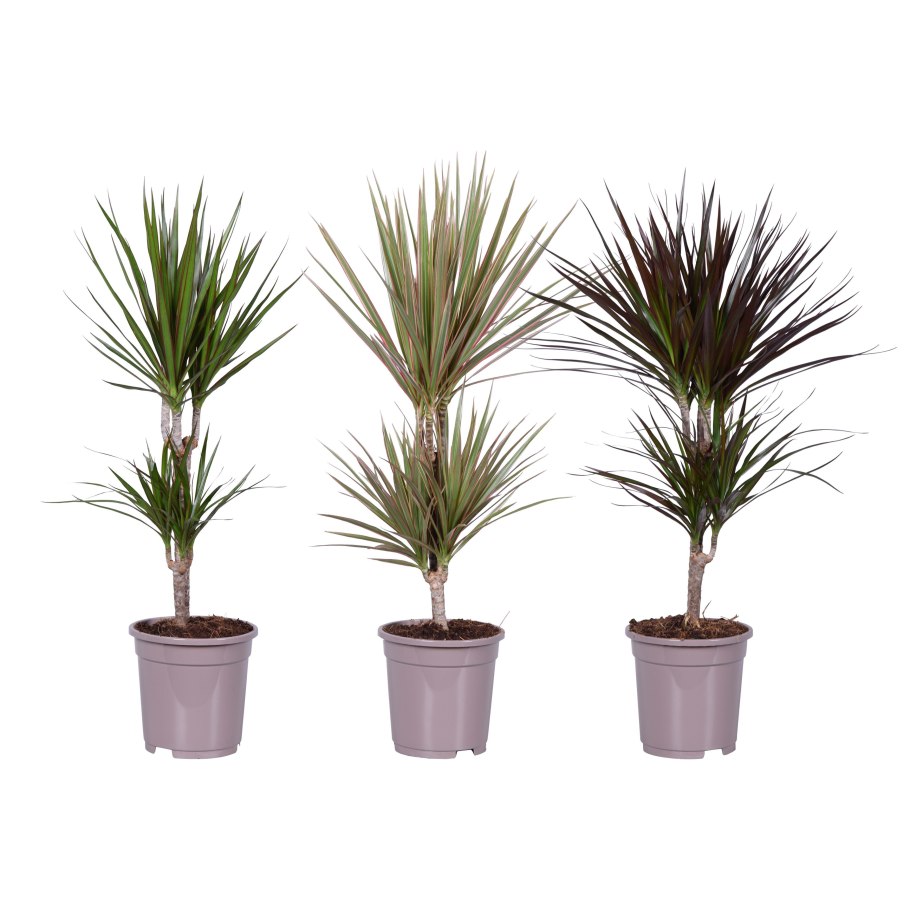 Драцена marginata 'Sunray' sold